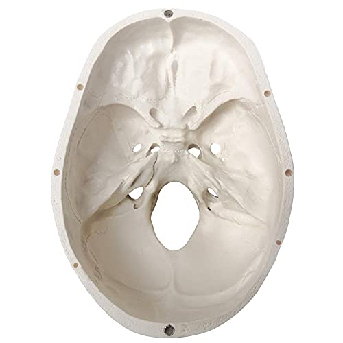 Human Adult Skull Anatomical Model, 3 Part, Life Size 9" Height