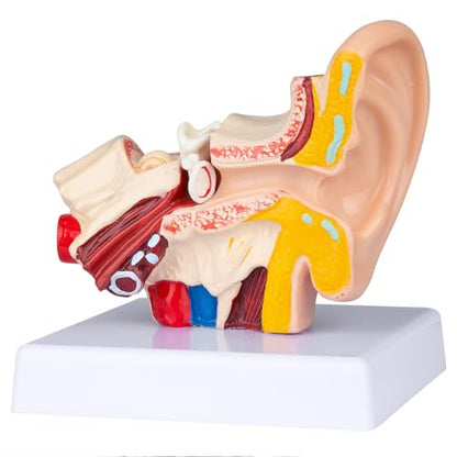 Helivivfy 1.5X Human Ear Anatomy Model, Anatomical 3D ear model with magnified display of outer, middle and inner ear models with base for medical demonstration
