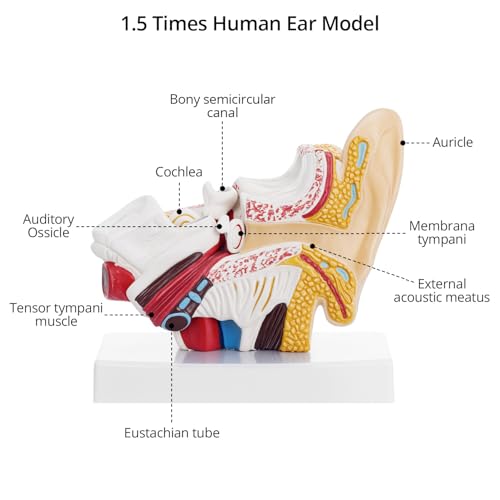 QWORK Ear Model, 1.5X Enlarged Human Ear Anatomy Model, Detailed PVC Structure with Hand-Painted Finish Inner Ear Model