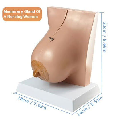 NEW HORIZON Female Breast Anatomy Model