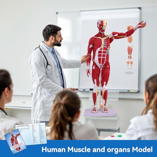 DSFGFRR Human Anatomy Muscle Model, 27-Part 1/2 Life Size 33” Human Muscle and Organ Model with Removable Organ, Anatomical Model of the Cricopharyngeal Muscle for Medical Physiology Study Teaching