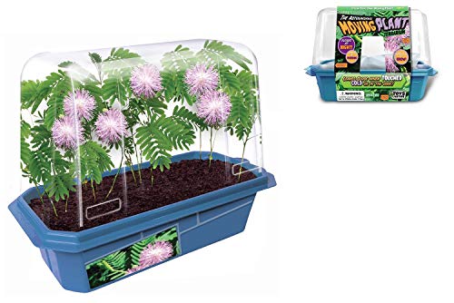 Terrarium Starter Kit - Astounding Moving Plant