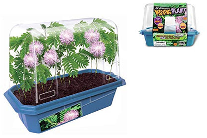 Terrarium Starter Kit - Astounding Moving Plant