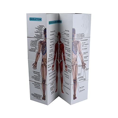 kaitnax Human Anatomical Poster Set Anatomy Study Cube Medical Student Learning Tool Anatomy Chart Set, 9 Parts Heart, Muscular, Skeletal, Digestive, Circulatory etc. Gift Package 3.9"X3.9"