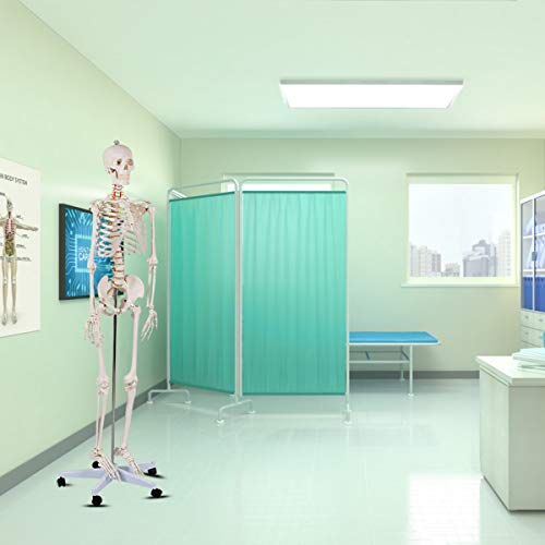 GIANTEX Life Size 70.8" Human Anatomical Anatomy Skeleton Medical Model + Stand