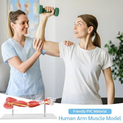 JNMFTD Human Arm Anatomical Muscle Model，Life Size 7 Parts Removable Upper Limb Shoulder Bone Elbow Artery Forearm Hand with Product Manual Card PVC Base for Study Teaching Medical Model Educational