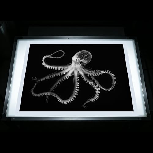 Thematic Animal X-Rays, Set of 16, Simulation Specimen, Science Education Materials for Kindergarten & Preschool, Light Table Accessories, Montessori & Reggio-Inspired (Sea Animals) - color: Sea animals