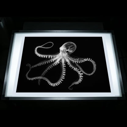 Thematic Animal X-Rays, Set of 16, Simulation Specimen, Science Education Materials for Kindergarten & Preschool, Light Table Accessories, Montessori & Reggio-Inspired (Sea Animals) - color: Sea animals