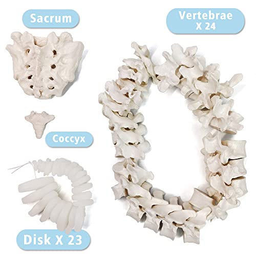 Merinden Human Skeleton Model For Anatomy 67 inch High, Full Size Skeleton Models with 3 Poster, Skull, Spine, Bones, Articulated Hand & Foot, for Anatomy Medical Learning