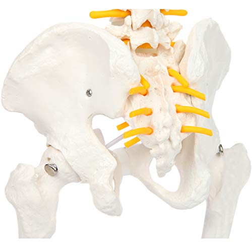 Axis Scientific 15.5" Miniature Spine Model, Vertebrae