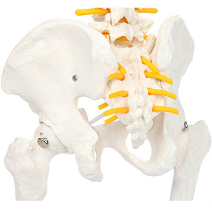 Axis Scientific 15.5" Miniature Spine Model, Vertebrae