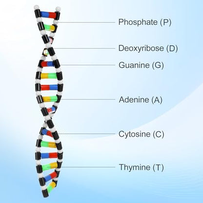 iplusmile DNA Model Kit, Double Helix Structure DNA Models, Biological Science Popularization Teaching Tool for Students, Early Education Toys for DNA Assembling Display (Pack of 2) - size: 40X5.7CM (Pack of 2)