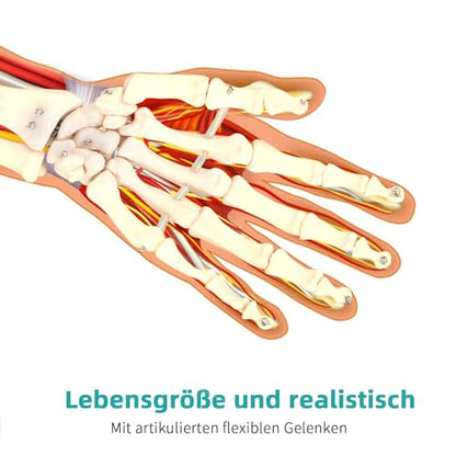 Human Skeleton Hand Model - Life Size Anatomical Finger Bone Model with Articulated Flexible Joints Shows Wrist Ulna Radius for Medical Demonstration Study Education & Display Base