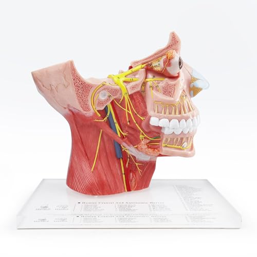 Human Cranial and Autonomic Nerves Anatomical Model, Life Size
