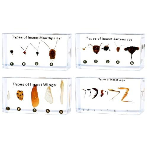 4pcs Insect Appendage Specimens in Resin-Taxidermy Insect Monthparts,Antennaes,Wings,Legs for Science Education,Collection,Décor,Gift(2.87x1.16x0.59inch) - color: insect body part specimens