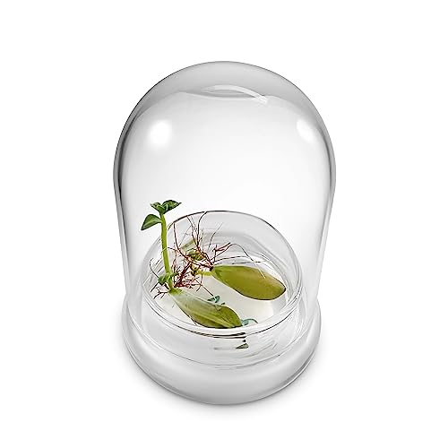 Bloomify Terra Gel Plant Propagation Seed Starter Tray with Glass Dome – Advanced Technology Gardening Supplies Plant Propagation Station for Succulents – Easy to Use Seed Starter Kit