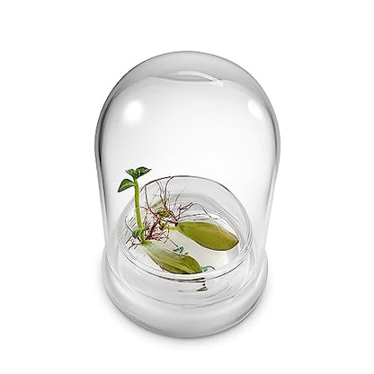 Bloomify Terra Gel Plant Propagation Seed Starter Tray with Glass Dome – Advanced Technology Gardening Supplies Plant Propagation Station for Succulents – Easy to Use Seed Starter Kit