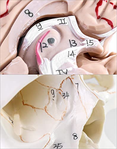 QWORK Human Skull and Brain Anatomy Model, 11 Parts, Life Size, Numbered, Anatomically Accurate, for Science Teaching Learning