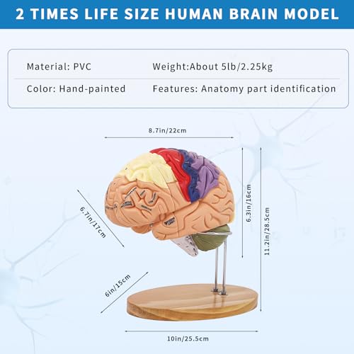 SKUGWG 2X Human Brain Model, 4-Part, Psychology and Neuroscience Study