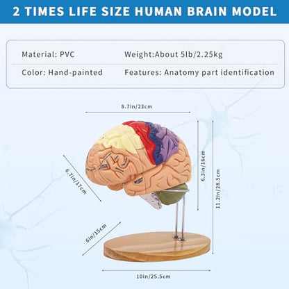 SKUGWG 2X Human Brain Model, 4-Part, Psychology and Neuroscience Study
