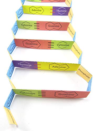 NewPath DNA Structure 3-D Paper Model Making Kit - Individual Student Edition (24-7719)