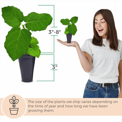 Chicago Hardy Fig Plant (4 Pack) | Live Fruit Plant for Planting | Cold-Hardy & High-Yielding Tree | Grow Your Own Sweet & Juicy Figs at Home | Perfect for Fresh Eating, Drying & Organic Gardening - style: Chicago Hardy