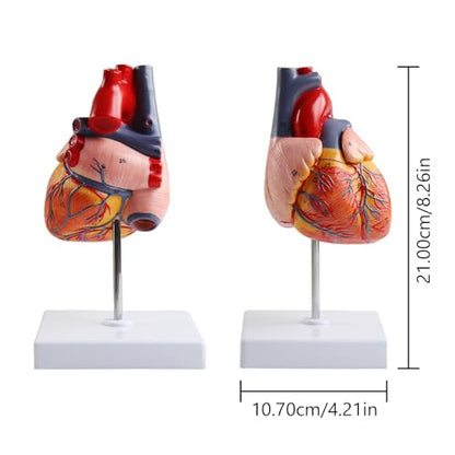 Life Size Anatomical Heart Model 34 Anatomically Structures PVC Material - color: Heart Model