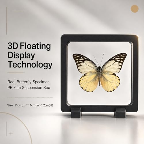 1pc Real Butterfly Taxidermy in PE Film Suspension Box Dustproof Shadow Box for Collection Display Case Home Tabletop Art (Prioneris thestylis ﻿) - color: Prioneris Thestylis ﻿