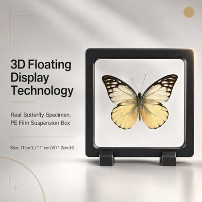 1pc Real Butterfly Taxidermy in PE Film Suspension Box Dustproof Shadow Box for Collection Display Case Home Tabletop Art (Prioneris thestylis ﻿) - color: Prioneris Thestylis ﻿