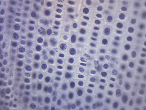 Eisco Onion Mitosis Slides, Prepared Microscope Slides, 75 x 25mm, 10 Pack
