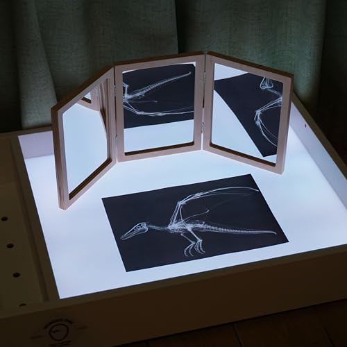 Animal X-Ray Set, Educational Science Kit, Light Table Accessory for Children (Dinosaurs) - style: Dinosaurs
