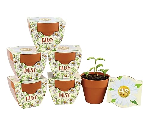 BUZZY Seeds Daisy Daydream Grow Kit 6-Pack, Mini Terracotta Pots, Indoor - color: 6pk Daisy