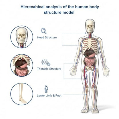 Clear Human Body Structure Model - Max 43-Piece Set, Removable Organs Bones & Transparent, DIY Assembled Human Torso Organ Model, 3D Human Body Skeleton Model for Anatomy (Full Organ Set)