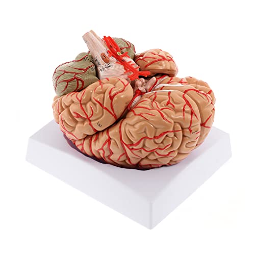 WICHEMI Human Brain Model Anatomy 8-Part Life Size Anatomical Model
