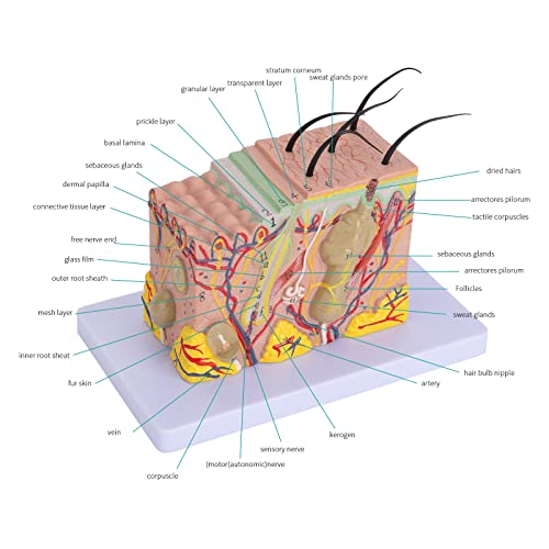 Skin Anatomical Model - Skin Layers Anatomy Model 35X Enlarged Anatomical Skin Model for Science Study or Patient Education - color: 35X