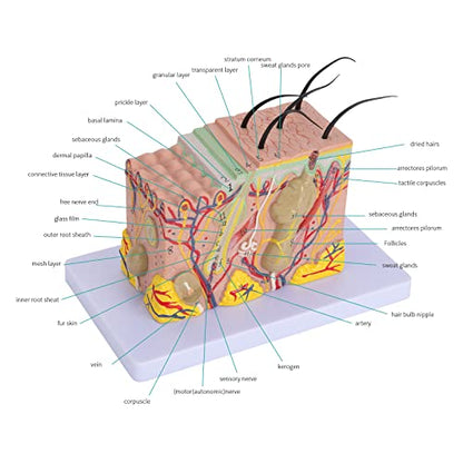Skin Anatomical Model - Skin Layers Anatomy Model 35X Enlarged Anatomical Skin Model for Science Study or Patient Education - color: 35X