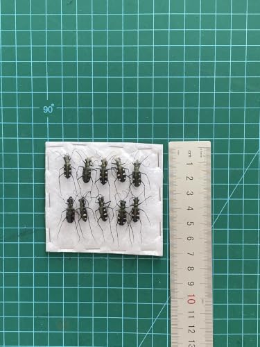 10 Real Tiger Beetle Specimens Carabidae Unmounted Taxidermy BO103X10 - color: 10 Beetle #103