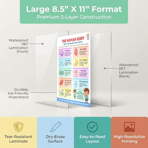 JELLY BEAN GENIUS Human Body Poster – Laminated Dry-Erase Anatomy Chart for Classroom & Homeschool | Science Educational Wall Poster 8.5x11 - color: Human Body