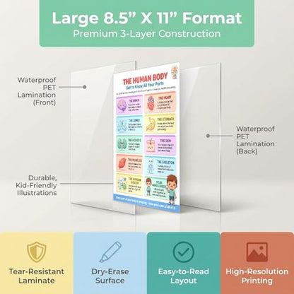 JELLY BEAN GENIUS Human Body Poster – Laminated Dry-Erase Anatomy Chart for Classroom & Homeschool | Science Educational Wall Poster 8.5x11 - color: Human Body