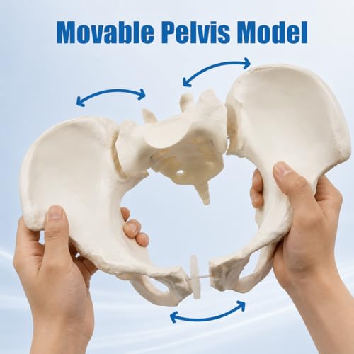 Female Pelvis Model On Elastic, 2/3 Life Size Female Pelvic Skeleton Model W/Bungee Anatomy Medical for Obstetrics Gynecology Patient Communication Orthopedic Studying School Teaching Display - size: Life Size Pelvis Model