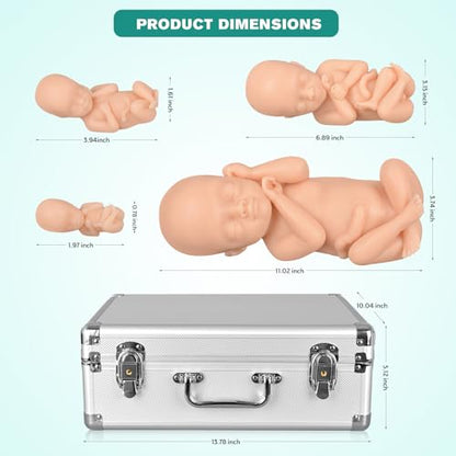Fetal Development Model Set, 12, 16, 22 and 30 Weeks, Male