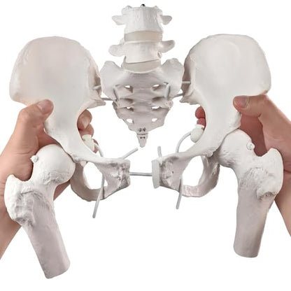 Movable Female Pelvis Model w/Elastic Two Movable Femur Heads and Joints, Life Size Female Pelvic Anatomy Model for Science Education, Midwife in Obstetrics, Gynecology Patient Communication