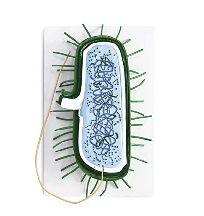 Parco scientific PB00131 Bacterial Model | 10000X Enlarged | Prokaryotic Bacteria Cell | Shows Cell Wall, Cytoplasmic Membrane, Cytoplasm, Nucleoid, Ribosomes, PILI and Flagella | Manual Included