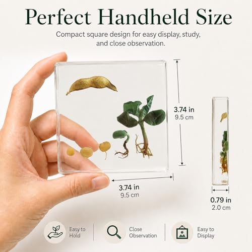 Bean Germination Resin Specimen,5 Stages of Bean Seed Growth Preserved in Clear Resin, Biology Teaching Aid,Homeschool Science,Unique Home Office Desk,Gift (3.74×3.74×0.79 in)