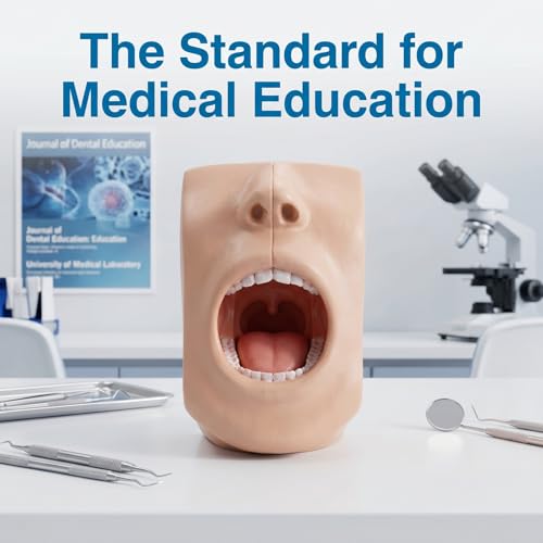 Oral Anatomy Model - Two Piece Facial Skull Model