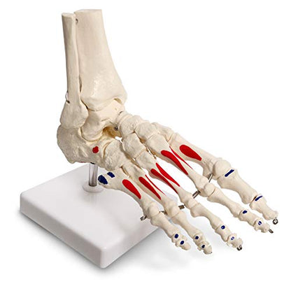 Human Foot and Ankle Model, Life Size W/Muscle Origin & Insertions Painted