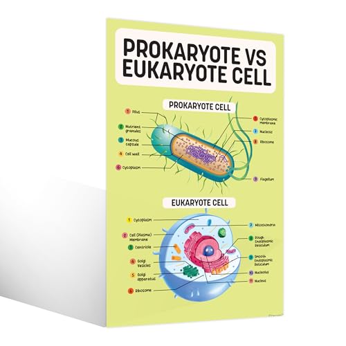 Decorably 16 Biology Posters High School, Elementary Decorations