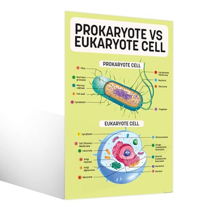 Decorably 16 Biology Posters High School, Elementary Decorations