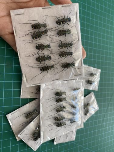 10 Real Tiger Beetle Specimens Carabidae Unmounted Taxidermy BO103X10 - color: 10 Beetle #103