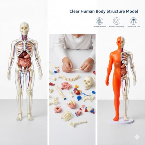 Clear Human Body Structure Model - Max 43-Piece Set, Removable Organs Bones & Transparent, DIY Assembled Human Torso Organ Model, 3D Human Body Skeleton Model for Anatomy (Full Organ Set)